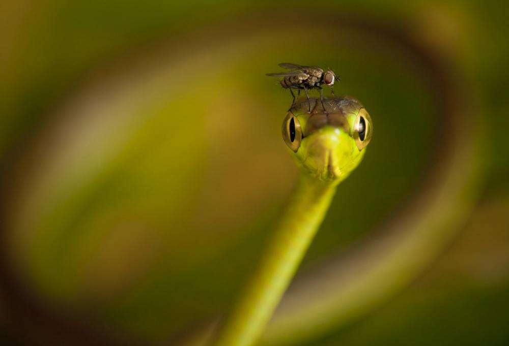 Couatl, wat een foto…