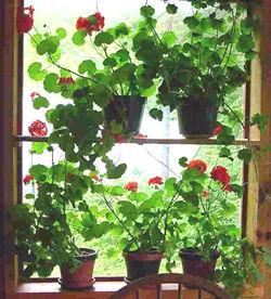 geraniums