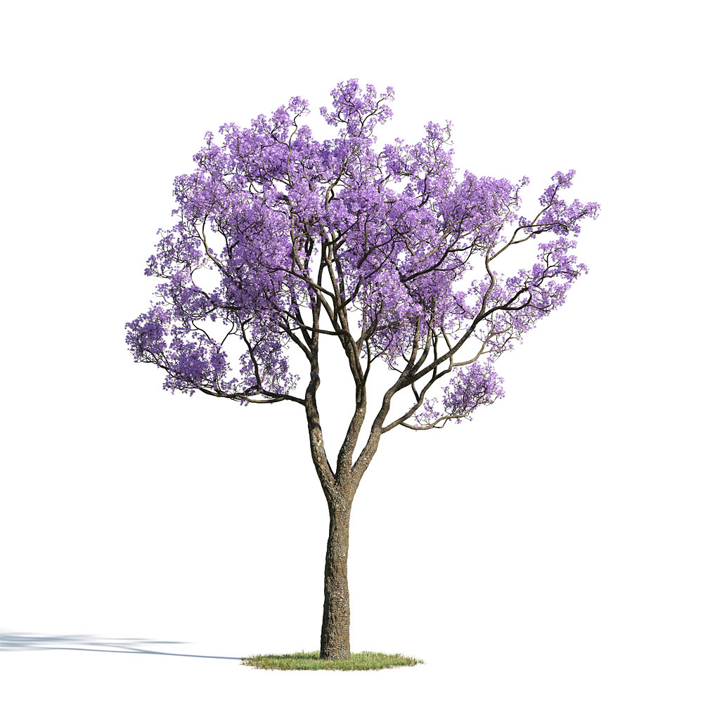 Jacaranda