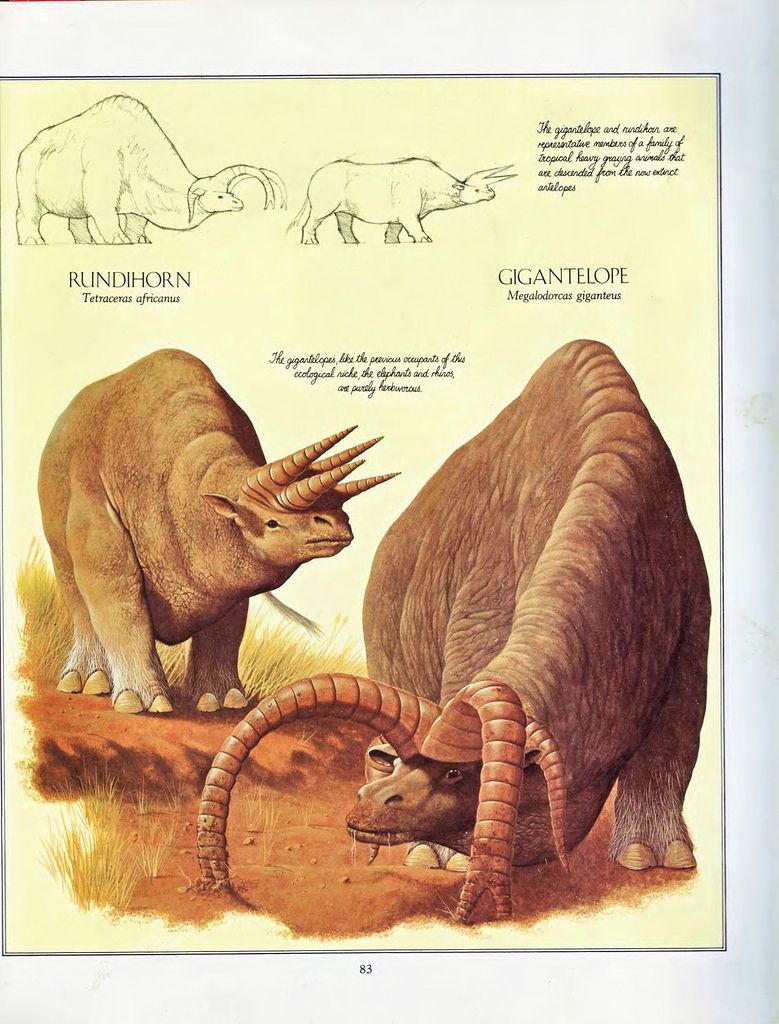 Rundhorn en Gigantilope