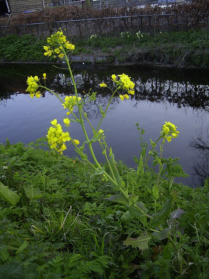 Brassica