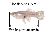 Hoe ik meet.